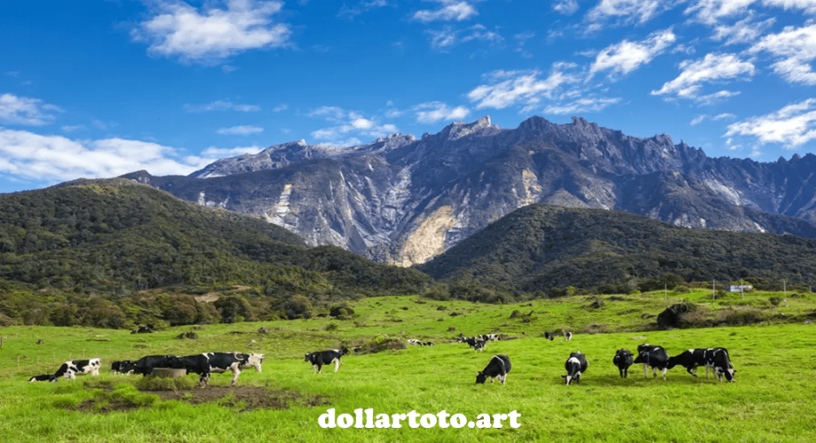 dollartoto